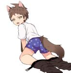  1boy :o ahoge animal_ears bangs blue_male_underwear brown_eyes brown_hair brown_pants clothes_pull dagasi_xzx danganronpa_(series) danganronpa_2:_goodbye_despair fang grey_background hinata_hajime kneeling male_underwear pants pants_pull shirt short_hair simple_background tail teeth underwear upper_teeth white_shirt wolf_ears wolf_tail 