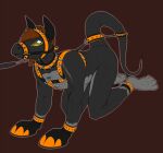  all_fours anthro bdsm blue_eyes bondage bondage_gear bondage_gloves bound brown_background brown_hair glistening glistening_eyes grey_body grey_tail hair harness imperatorcaesar leash leg_markings looking_up male markings muzzle_(object) orange_harness orange_muzzle scalie simple_background socks_(marking) solo submissive submissive_anthro submissive_male tail_bondage 