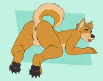  absurd_res all_fours anthro anus balls black_pawpads blonde_hair brown_body brown_fur butt canid canine canis deeroni dingo feet fur genitals hair hi_res male mammal nude pawpads paws presenting presenting_hindquarters rear_view smile soles solo tongue tongue_out 