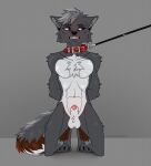  animal_genitalia animal_penis anthro canid canine canis collar genitals hi_res knot male mammal monteredo noki penis piercing solo wolf 