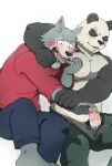  2020 5_fingers anthro barefoot beastars biped black_and_white_fur black_body black_fur blush bottomwear canid canine canis clothed clothing duo edit erection facial_scar feet fingers forced fur genitals giant_panda glans gouhin_(beastars) gradient_penis grey_body grey_fur hi_res humanoid_genitalia humanoid_hands humanoid_penis legoshi_(beastars) male male/male mammal multicolored_body multicolored_fur open_bottomwear open_clothing open_mouth open_pants pants pecs penis pink_glans questionable_consent scar shinki_k simple_background toes topless topwear two_tone_body two_tone_fur uncensored ursid vein veiny_penis white_background white_body white_fur wolf 