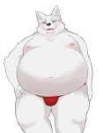  2022 absurd_res anthro asian_clothing ayata belly big_belly black_nose blush canid canine clothing east_asian_clothing fundoshi hi_res humanoid_hands japanese_clothing kemono male mammal moobs navel nipples overweight overweight_male red_clothing red_fundoshi red_underwear simple_background solo underwear white_background white_body 