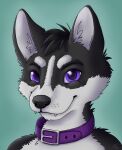  anthro canid canine canis collar domestic_dog fangs husky leeny male mammal mojo_(mojobojo) nordic_sled_dog purple_eyes solo spitz 