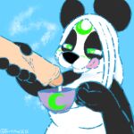  &lt;3 anthro black_body black_fur black_nose blue_background blue_line_art blush blush_lines bodily_fluids container cum cum_in_a_cup cup female foreskin fur fur_markings genital_fluids genitals giant_panda green_eyes hair lunarpanda8686 mammal markings mika_(lunarpanda8686) penis round_ears simple_background sleeveless_shirt solo tea_cup tongue tongue_out ursid white_body white_fur white_hair 