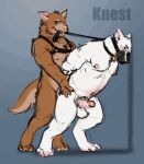  anal animated anthro balls bdsm blush bondage bound canid canine collar dog_tags duo genitals hi_res knest leash leash_in_mouth leash_pull male male/male mammal muscular muzzle_(object) muzzled nipples object_in_mouth penis tail_motion tailwag wince 
