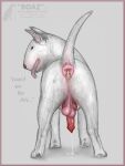  3:4 anal_piercing animal_genitalia animal_penis anus balls bodily_fluids bull_terrier butt canid canine canine_penis canis cum cum_pool darkmare dirty_anus domestic_dog ejaculation erection feces feral fur genital_fluids genitals hunting_dog knot looking_at_viewer looking_back male mammal penis piercing pink_anus pink_balls presenting presenting_hindquarters saggy_balls solo terrier text tongue tongue_out white_body white_fur 