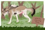  canid canine canis casheel collar eunuch feral forest genitals grass hi_res male mammal meiko_(umbre2597) penis plant presenting presenting_penis sign solo tattoo tree wolf 