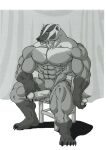  abs anthro badger big_penis curtains furniture genitals hi_res humanoid male mammal muscular muscular_male mustelid musteline pecs penis sitting smile solo stool sudonym 