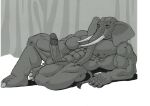  anthro big_penis curtains elephant elephantid genitals lying male mammal muscular muscular_male on_back penis proboscidean solo sudonym tail_tuft trunk tuft tusks 