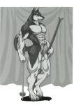  abs anthro big_penis canid canine curtains genitals hi_res humanoid male mammal muscular muscular_male pecs penis ski ski_poles solo sudonym 