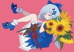  1girl absurdres blue_bow blue_dress blue_footwear blue_hair bobby_socks bouquet bow cirno cirno_day closed_eyes closed_mouth detached_wings dress flower from_side full_body hair_bow hair_ornament highres holding holding_bouquet lace-trimmed_dress lace_trim leaf mary_janes pink_background red_ribbon ribbon shocho_(shaojiujiu) shoes simple_background socks solo sunflower touhou white_socks wings yellow_flower 