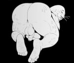  anthro anus balls beastars belly big_belly big_butt butt feet foot_focus foreskin genitals lono2 male mammal marine overweight penis pinniped sagwuan_(beastars) seal smile solo thick_thighs whiskers 