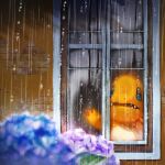  animal_focus arm_up blue_eyes blue_flower blurry blurry_foreground charmander commentary_request ekm fangs flower looking_outside no_humans open_mouth outdoors pokemon pokemon_(creature) purple_flower rain solo upper_body window 