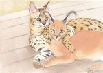  animal_focus animal_request caracal cat cuddling feet_out_of_frame junsun lying multiple_cats no_humans on_bench on_stomach original serval simple_background smile traditional_media weibo_logo weibo_username 