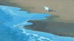  beach dog highres katakai leash no_humans ocean original outdoors sand scenery water white_fur 