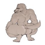  2022 anthro bent_legs bodily_fluids butt canid canine canis claws crouching digital_media_(artwork) domestic_dog drooling ears_down fur grey_body grey_fur looking_back male mammal muscular open_mouth pawpads pivoted_ears raised_tail saliva shaded slobbermutt solo tanuki_mixed_nuts 