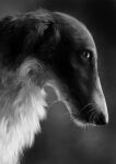  2019 ambiguous_gender black_and_white canid canine canis digital_media_(artwork) domestic_dog ears_down feral fur john_furrman looking_at_viewer mammal monochrome mouth_closed pivoted_ears realistic shaded side_view snout solo 