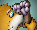  anthro blonde_hair blue_eyes brown_body brown_hair canid canine duo feet foot_fetish foot_grab foot_in_face foot_sniffing fox hair hi_res holding_leg kiwifizz male male/male mammal nuzzling pawpads paws shaded sniffing toes wide_eyed yellow_body 