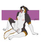  ahegao andromorph anthro australian_shepherd axel_(axeltheaussie) black_body black_fur blacktailwolf blue_eyes blush bodily_fluids breasts brown_body brown_fur canid canine canis domestic_dog fingering fur genital_fluids herding_dog hi_res intersex looking_pleasured mammal masturbation nonbinary_(lore) pastoral_dog pussy_juice sheepdog slightly_chubby solo vaginal vaginal_fingering white_body white_fur 