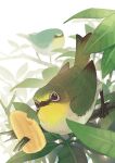  animal animal_focus bird branch era_(traveling_bird) feathers japanese_white-eye leaf no_humans original outdoors scenery white-eye_(bird) 