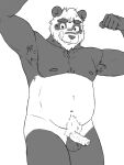  anthro genitals giant_panda hi_res lyrobr male mammal penis solo tongue tongue_out ursid 