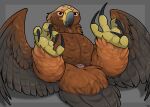  4_toes accipitrid accipitriform animal_genitalia anisodactyl avian bird bird_feet brown_body brown_feathers cloaca eagle feathered_wings feathers feet feral genitals golden_eagle hi_res looking_at_viewer lying male mcfan on_back presenting presenting_cloaca solo tail_feathers talons toes true_eagle wings 