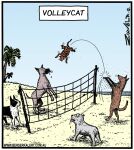  ambiguous_gender beach black_nose canid canine canis comic domestic_cat domestic_dog felid feline felis feral group humor mammal outside pink_tongue seaside text tongue tongue_out tony_zuvela url volleyball_net 