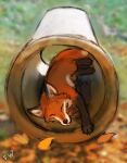  2022 ambiguous_gender canid canine day detailed_background digital_media_(artwork) feral flashw fox mammal outside sleeping solo 