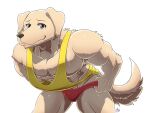  abs anthro arvie beastars biceps bird_dog canid canine canis clothing domestic_dog floppy_ears fur hunting_dog jack_(beastars) labrador leaning leaning_forward looking_at_viewer male mammal muscular muscular_anthro muscular_male pecs retriever shirt simple_background smile solo tan_body tan_fur tank_top topwear underwear undressing upshirt white_background 