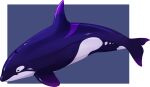  absurd_res ambiguous_gender blue_background blue_body border cetacean delphinoid dorsal_fin feral fin forked_tail full-length_portrait hi_res imperatorcaesar looking_at_viewer mammal marine mouth_closed oceanic_dolphin orca portrait purple_body purple_eyes side_view simple_background solo toothed_whale unsigned unusual_anatomy unusual_tail white_body white_border 