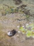  animal animal_focus artist_name bird blurry blurry_foreground commentary_request depth_of_field duck eastern_spot-billed_duck highres no_humans original painting_(medium) photorealistic realistic ripples scenery shallow_water traditional_media watanabe_masato water watercolor_(medium) 