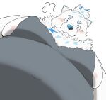air_puff anthro belly big_belly blush canid canine canis clothed clothing cloud_emanata digital_media_(artwork) domestic_dog fur lifewonders live_a_hero looking_at_viewer looking_down low-angle_view male mammal moobs navel nikukyu299paw nipple_slip nipples nordic_sled_dog overweight overweight_anthro overweight_male pec_pov_meme pomf samoyed shirt smile solo spitz tank_top topwear white_body white_fur yohack