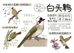  animal animal_focus bird black_eyes chinese_commentary chinese_text closed_mouth commentary eating flower flying full_body garlica highres multiple_views music musical_note no_humans open_mouth original pink_flower simple_background singing translation_request white_background 