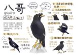 animal animal_focus bird chinese_commentary chinese_text closed_mouth commentary flying from_side full_body garlica highres multiple_views music no_humans open_mouth original rock simple_background singing starling translation_request white_background yellow_eyes 
