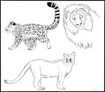 2010 absurd_res ambiguous_feral ambiguous_gender black_and_white black_border border claws cougar feet felid feline feral fluffy fur graystripe64 group hi_res line_art lion looking_back male male_feral mammal mane markings monochrome pantherine pawpads paws quadruped side_view simple_background snow_leopard spots spotted_body spotted_fur standing tail trio walking whiskers white_background
