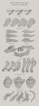  2022 4_toes 5_fingers absurd_res ambiguous_gender anthro arm_tuft cheek_tuft chest_tuft digital_media_(artwork) digitigrade elbow_tuft english_text facial_tuft feet fingers hi_res horn how-to inner_ear_fluff lilaira markings model_sheet monochrome mouth_shot open_mouth scale_markings scales solo tail tail_tuft teeth text toes tuft vernid 