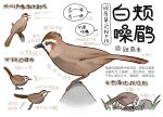  animal animal_focus bird chinese_commentary chinese_text closed_mouth commentary from_side full_body garlica grass highres jumping multiple_views no_humans open_mouth original rock simple_background speech_bubble thrush translation_request white_background 