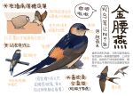  animal animal_focus bird black_eyes chick chinese_commentary chinese_text closed_mouth commentary flying full_body garlica highres information_sheet multiple_views nest no_humans original simple_background speech_bubble swallow_(bird) translation_request white_background 