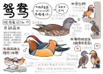  animal animal_focus bird black_eyes chinese_commentary chinese_text closed_mouth commentary duck full_body garlica heart highres information_sheet mandarin_duck mars_symbol multiple_views no_humans original simple_background speech_bubble spoken_heart standing standing_on_one_leg swimming translation_request venus_symbol water white_background zzz 