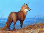  acrylic_painting_(artwork) ambiguous_gender beach black_body black_fur black_lips black_nose blue_sky canid canine countershade_torso countershading day detailed_background dipstick_ears dipstick_tail feral fluffy fluffy_tail fox fur fur_markings grass leg_markings lips mammal markings multicolored_ears nature nature_background oil_painting_(artwork) orange_body orange_eyes orange_fur outside painting_(artwork) photorealism plant realistic_feral realistic_fur red_fox sand sea seaside shawn_faust sky solo tail_markings traditional_media_(artwork) water whiskers white_body white_fur 