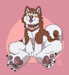  anthro artist_go-kart canid canine canis collar domestic_dog feet fluffy fur hi_res husky male mammal nordic_sled_dog pawpads paws red_body red_fur sitting sitting_on_ground solo spitz toes tongue tongue_out 