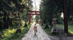  1girl brown_bag brown_hair carrying_bag conifer day foliage gate grass japanese_clothes kimono obi oekaki_nanana original path pavement pink_sash plant railing sash scenery standing stone_lantern summer torii tree walking_away yellow_kimono yukata 