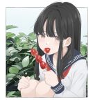  1girl bangs black_hair blue_sailor_collar border brown_eyes candy collarbone fingernails foliage food food_in_mouth fruit hair_behind_ear hand_on_own_knee holding holding_food knees leaf long_hair long_sleeves looking_to_the_side original outside_border plant sailor_collar school_uniform serafuku sleeve_cuffs solo squatting strawberry white_border white_serafuku yuum1709 