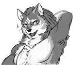  anthro chest_floof chest_fluffjob chest_fur chest_tuft genitals human human_on_anthro humanoid_genitalia humanoid_penis interspecies link_(wolf_form) looking_at_viewer male male/male mammal naizuri nintendo pecjob pecs penis sex the_legend_of_zelda tuft video_games 