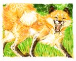  ambiguous_gender canid canine colored_pencil_(artwork) fangs feral fox grass mammal matuska open_mouth plant sharp_teeth solo teeth traditional_media_(artwork) 