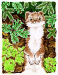  ambiguous_gender colored_pencil_(artwork) feral leaf mammal matuska mustelid musteline solo standing stoat summer_coat traditional_media_(artwork) true_musteline weasel 