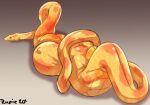  absurd_res belly big_breasts body_outline breast_imprints breasts digestion digital_media_(artwork) erect_nipples female female_prey group hi_res huge_breasts human imprint mammal nipples orange_body orange_scales reptile rupie_(artist) scales scalie snake trio vore 