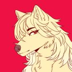  1:1 anthro blonde_hair canid canine canis eyebrow_through_hair eyebrows female fluffy fur hair headshot_portrait long_hair looking_at_viewer mammal portrait red_background red_eyes runelocks simple_background solo translucent translucent_hair wolf yellow_body yellow_fur 