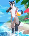  anthro ball beach beach_ball beach_umbrella blue_eyes blue_hair blue_penis claws defus_(defus) erection foreskin fur genitals grey_body grey_fur hair hi_res highlights_(coloring) inflatable inner_ear_fluff looking_at_viewer male mammal outside pache_riggs palm_tree penis plant procyonid raccoon sea seaside solo tree tuft walking water whiskers white_body white_fur 