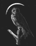  avian barn_owl beak bird feathers feral hi_res kotia masked_owl moon owl simple_background solo tytonid 